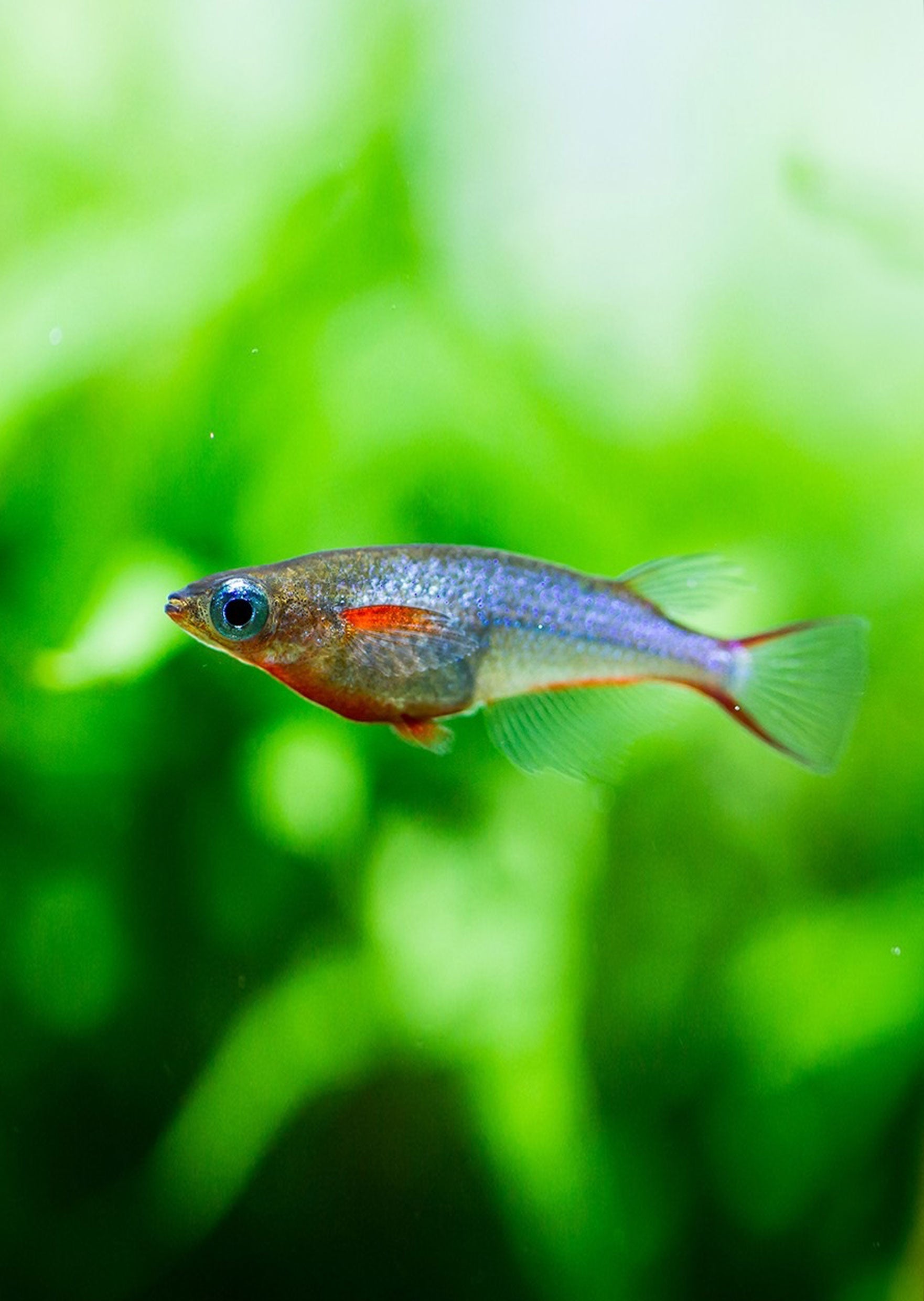 Daisy's Ricefish tropical fish from Discus.ae products online in Dubai ...