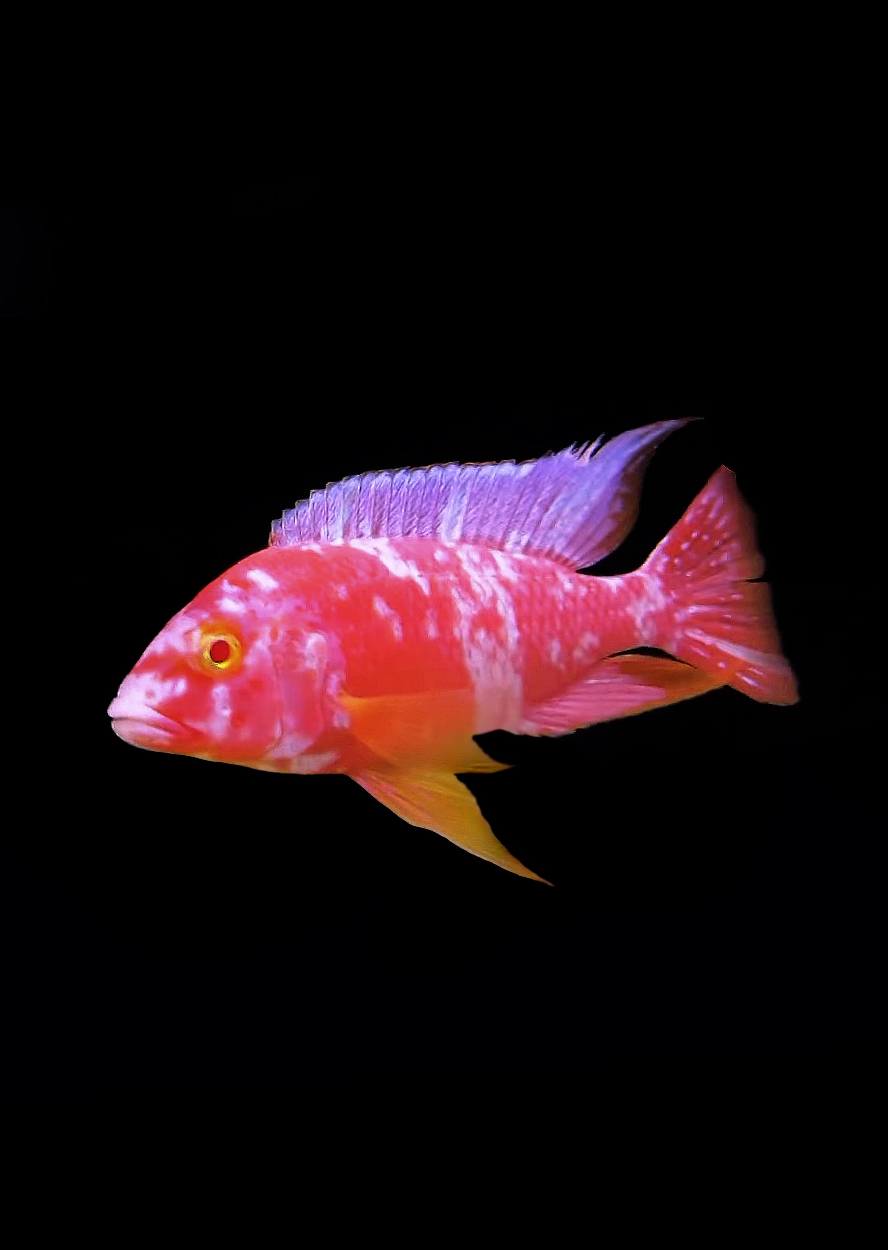 Ob Peacock Cichlids