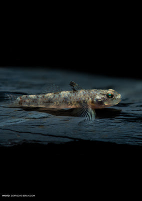Pseudogobiopsis lumbantobing