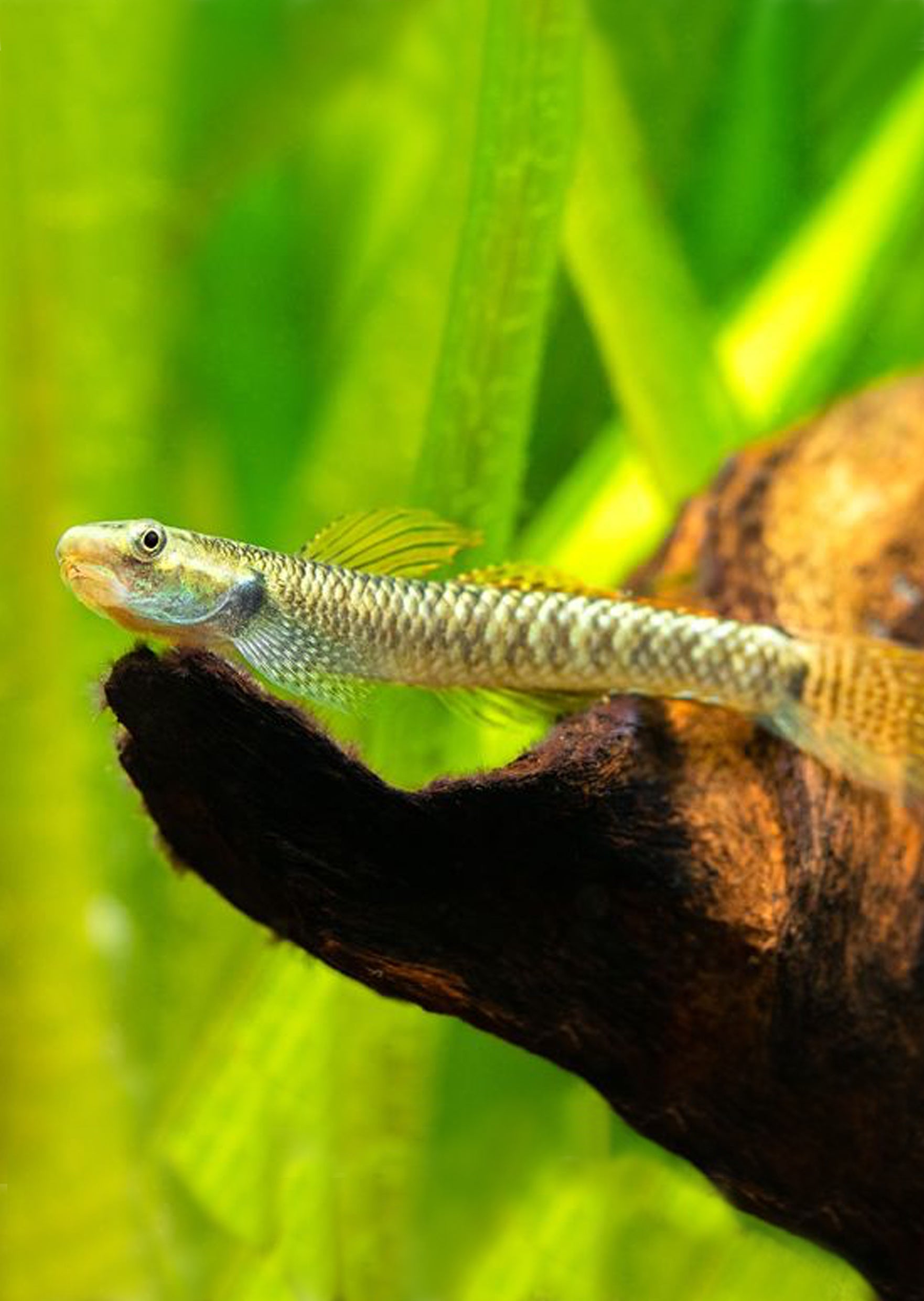 Rainbow goby sales care