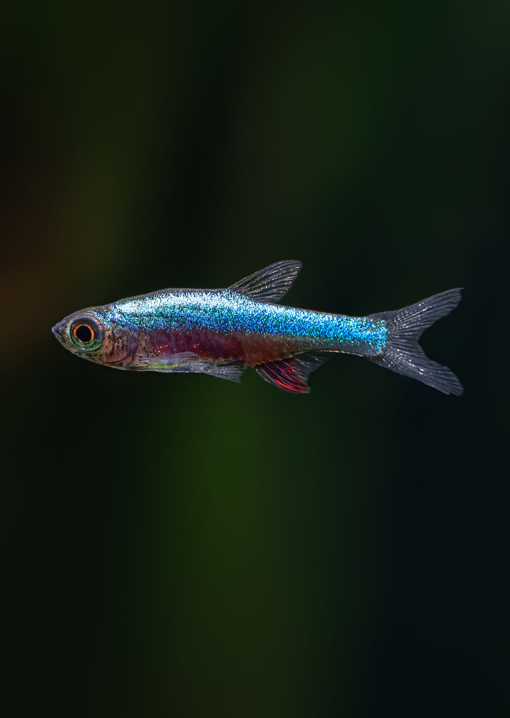 Rasbora axelrodi ‘Blue’