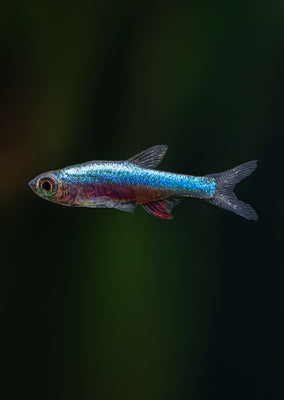 Rasbora axelrodi ‘Blue’