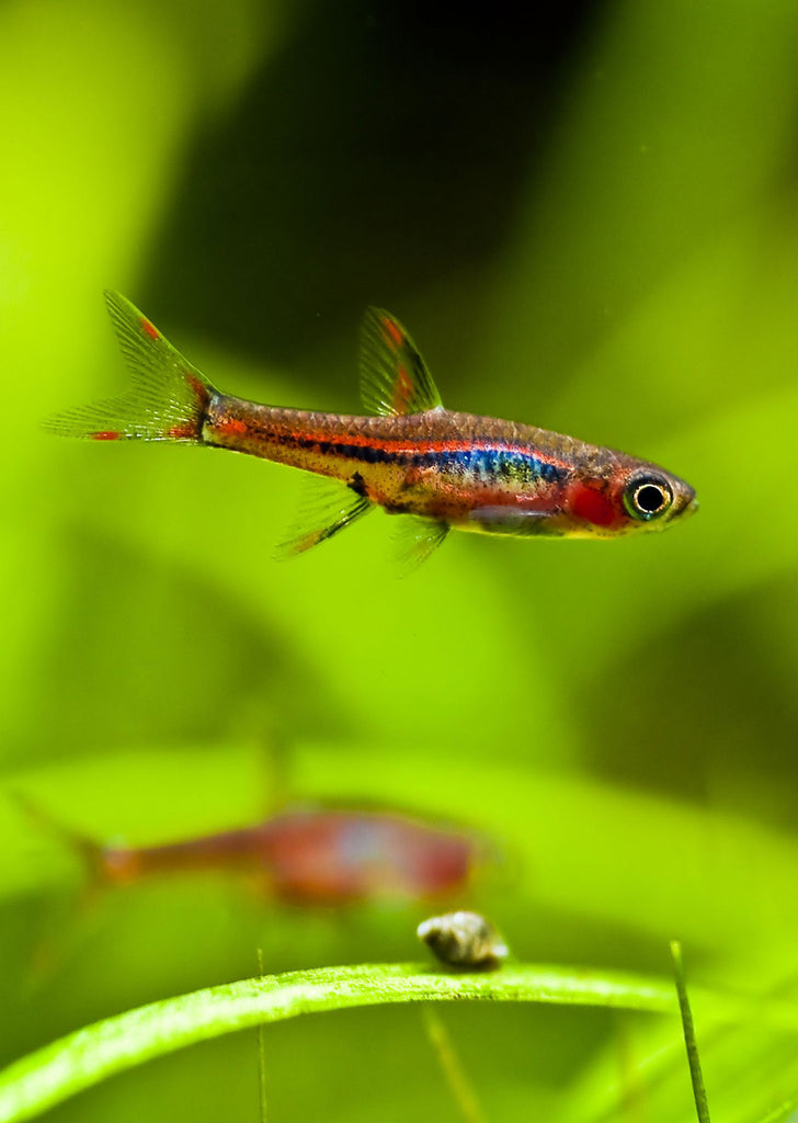 Rasbora Brigit tropical fish from Discus.ae products online in Dubai and Abu Dhabi UAE