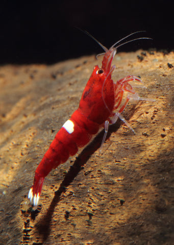 Red King Kong One Stripe