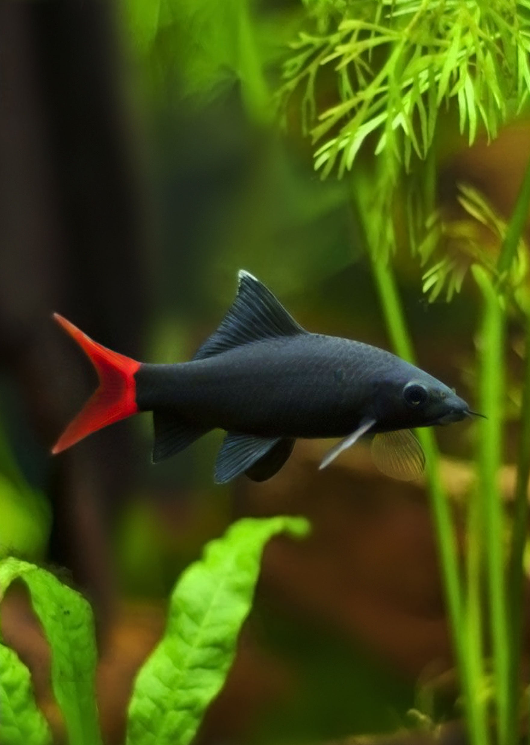 Small Tropical Sharks Red Tail Black Shark Tropical Fish From