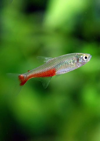 Red Belly Tetra tropical fish from Discus.ae products online in Dubai and Abu Dhabi UAE