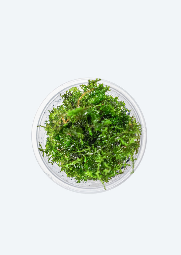 Riccardia chamedryfolia moss