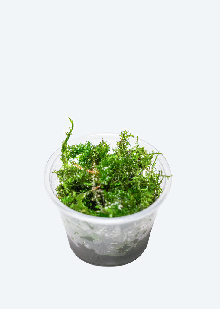 Riccardia chamedryfolia moss