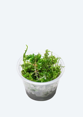 Riccardia chamedryfolia moss