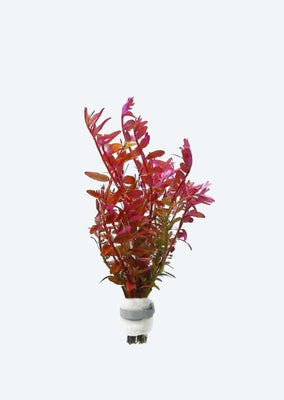 Rotala rotundifolia ‘Blood Red’
