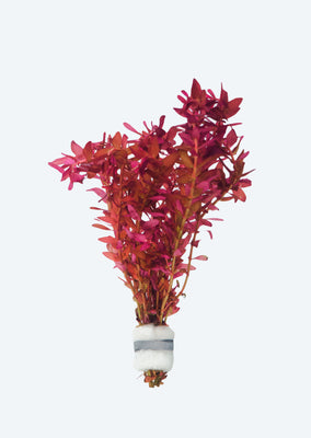 Rotala macrandra 'Mini Butterfly'