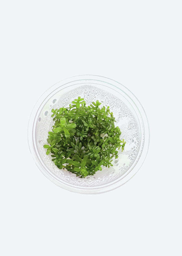 Rotala sp. 'Ceylon'