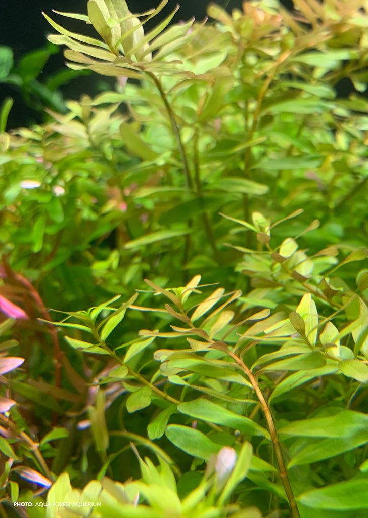 Rotala sp. 'Ceylon'