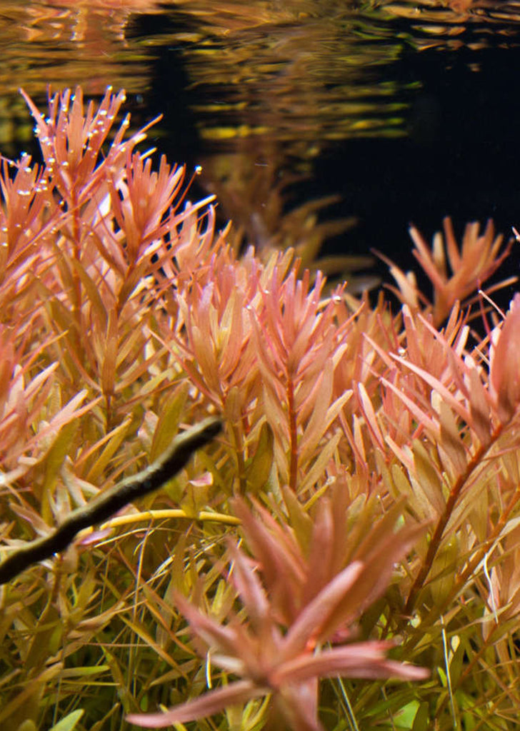 Rotala sp. 'Ceylon'