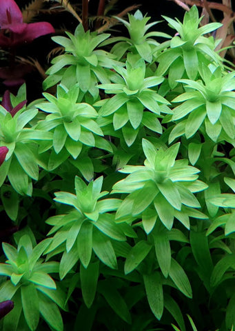 Tonina fluviatilis (In Vitro)