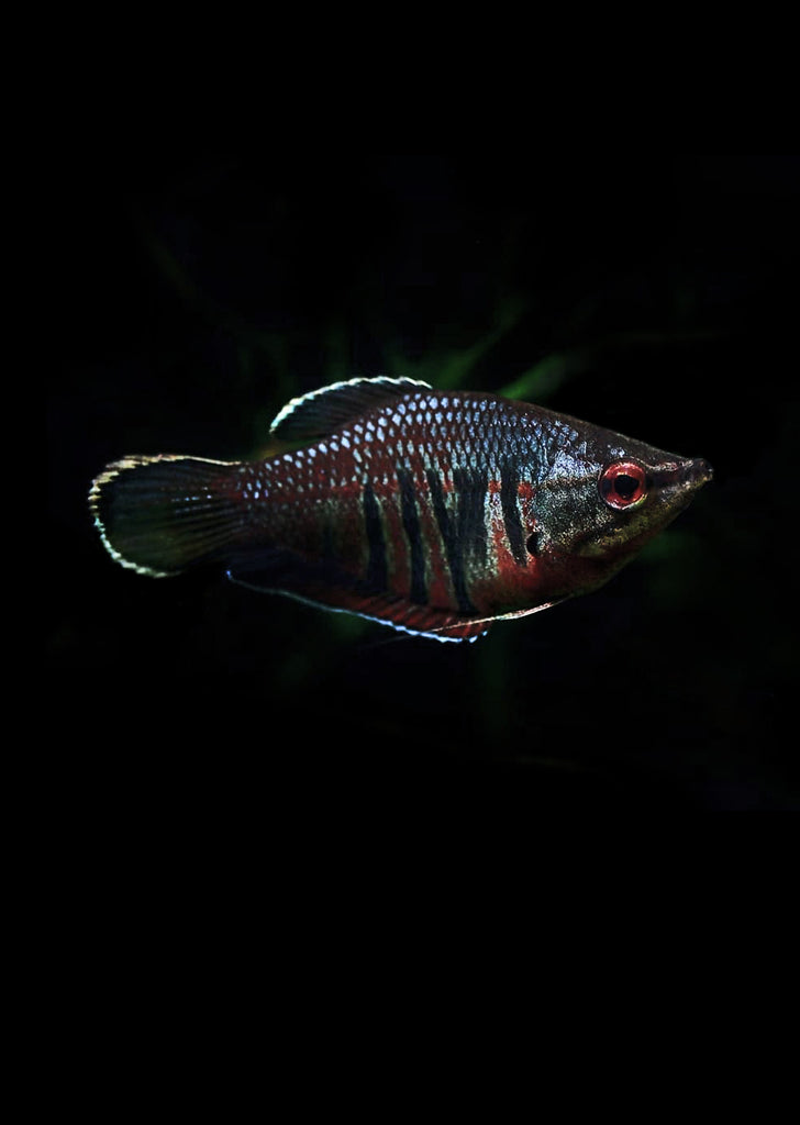 Vaillanti Samurai Gourami tropical fish from Discus.ae products online in Dubai and Abu Dhabi UAE