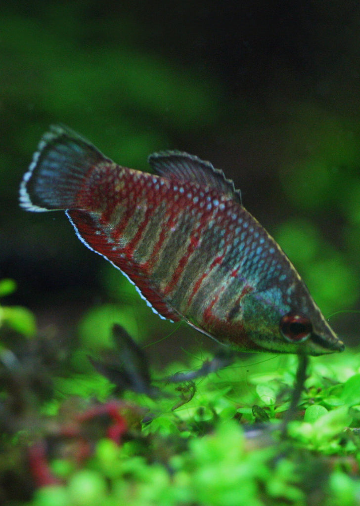 Vaillanti Samurai Gourami tropical fish from Discus.ae products online in Dubai and Abu Dhabi UAE