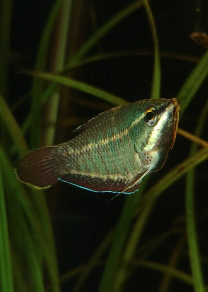 Vaillanti Samurai Gourami tropical fish from Discus.ae products online in Dubai and Abu Dhabi UAE