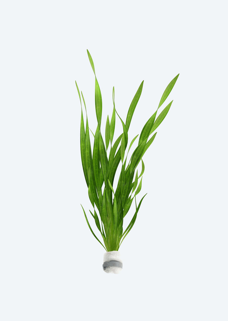 Vallisneria asiatica