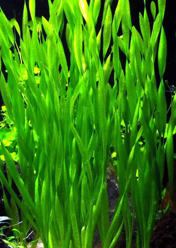 Vallisneria asiatica