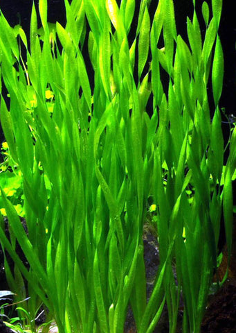 Vallisneria Spiralis