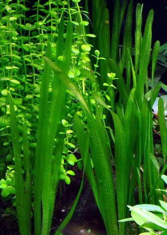 Vallisneria americana var. natans