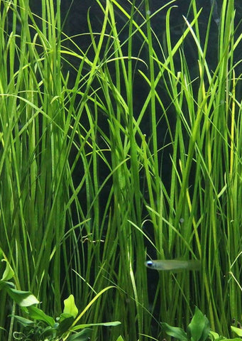 Vallisneria nana