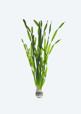 Vallisneria spiralis