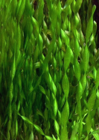 Vallisneria spiralis