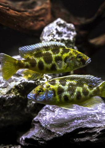 Venustus Giraffe Cichlid