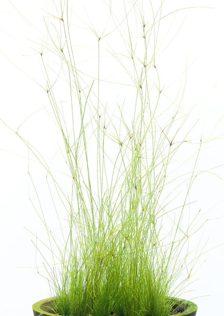 Eleocharis vivipara