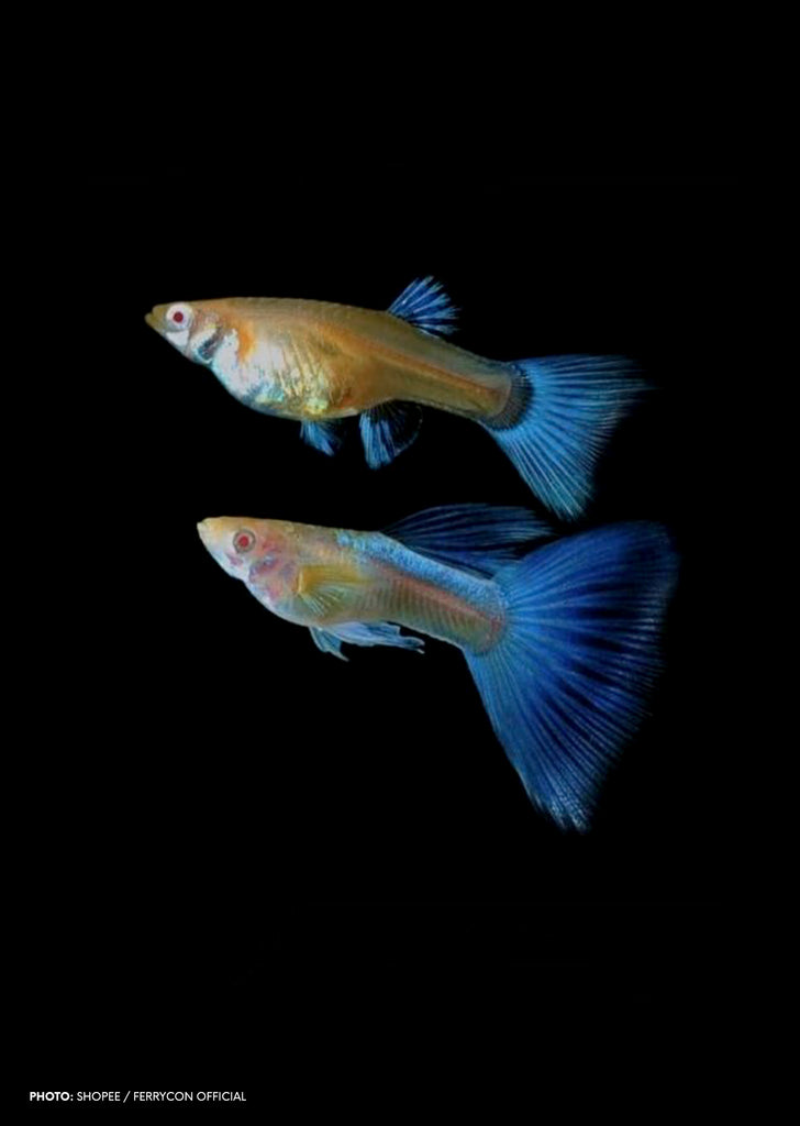 Albino Sky Blue Guppy