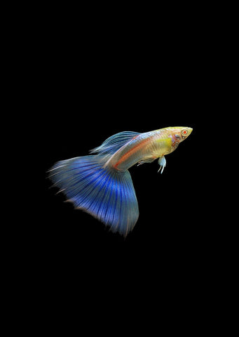 Albino Sky Blue Guppy