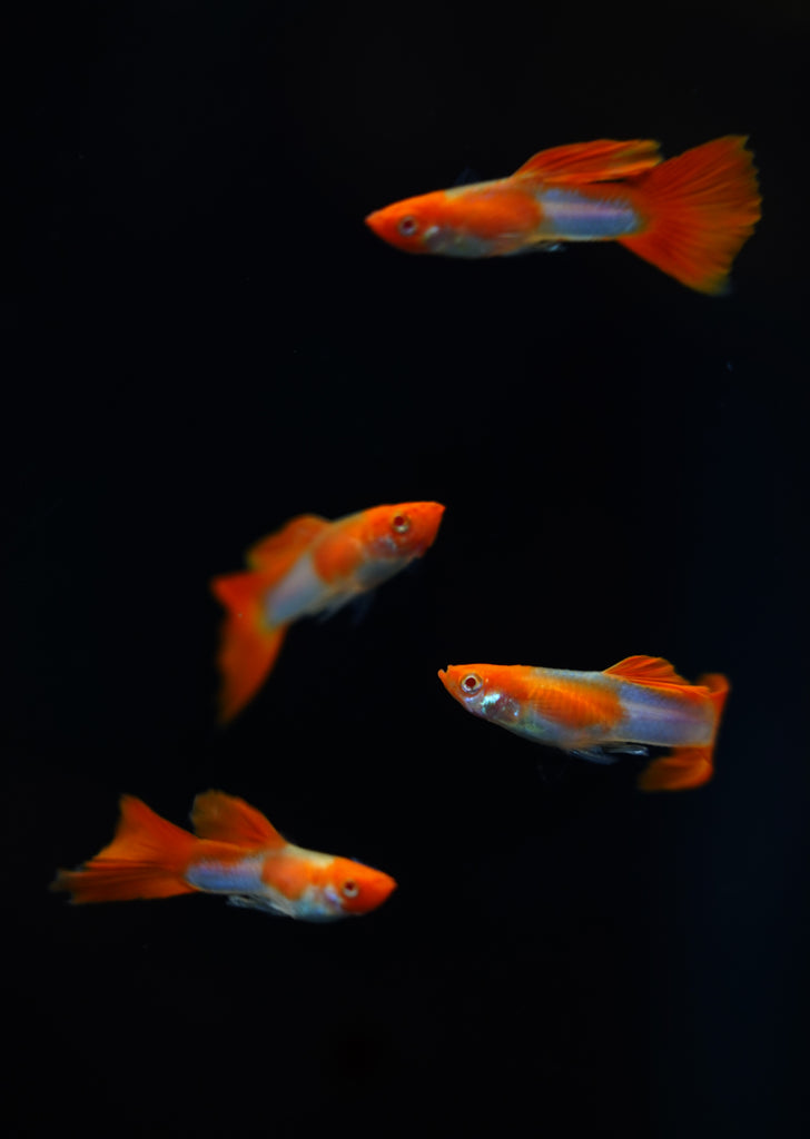 Albino Kohaku Koi Guppy