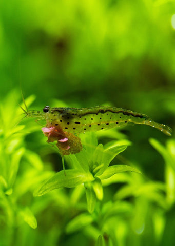 Amano Shrimp tropical fish from Discus.ae products online in Dubai and Abu Dhabi UAE