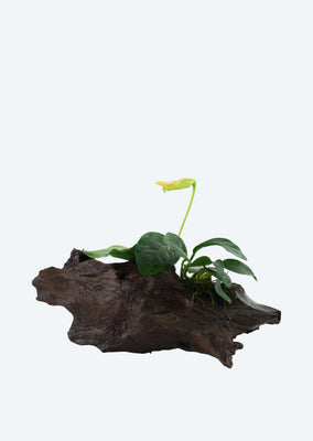 Anubias var. nana on Wood