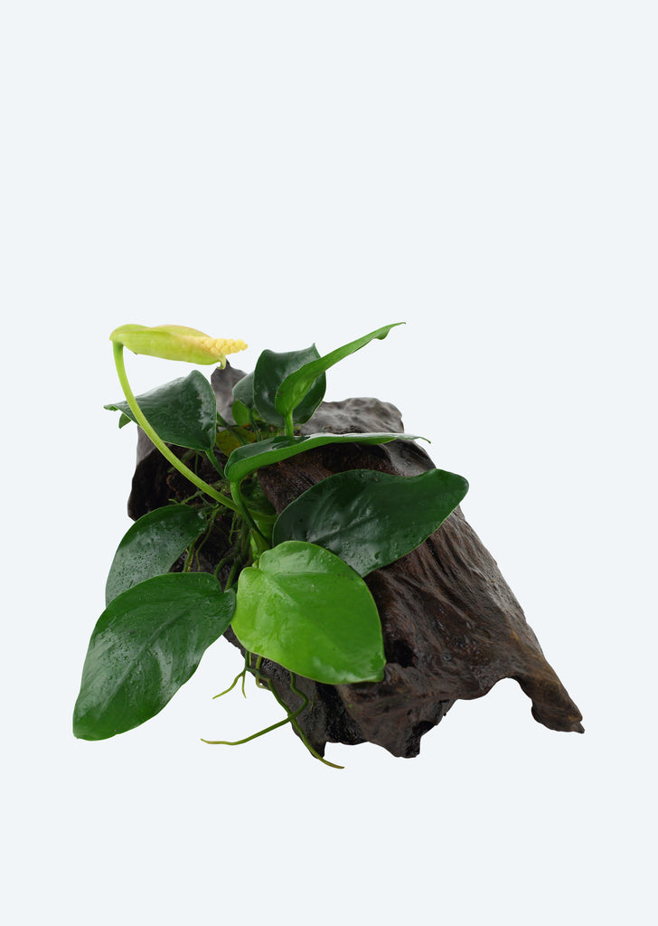 Anubias var. nana on Wood