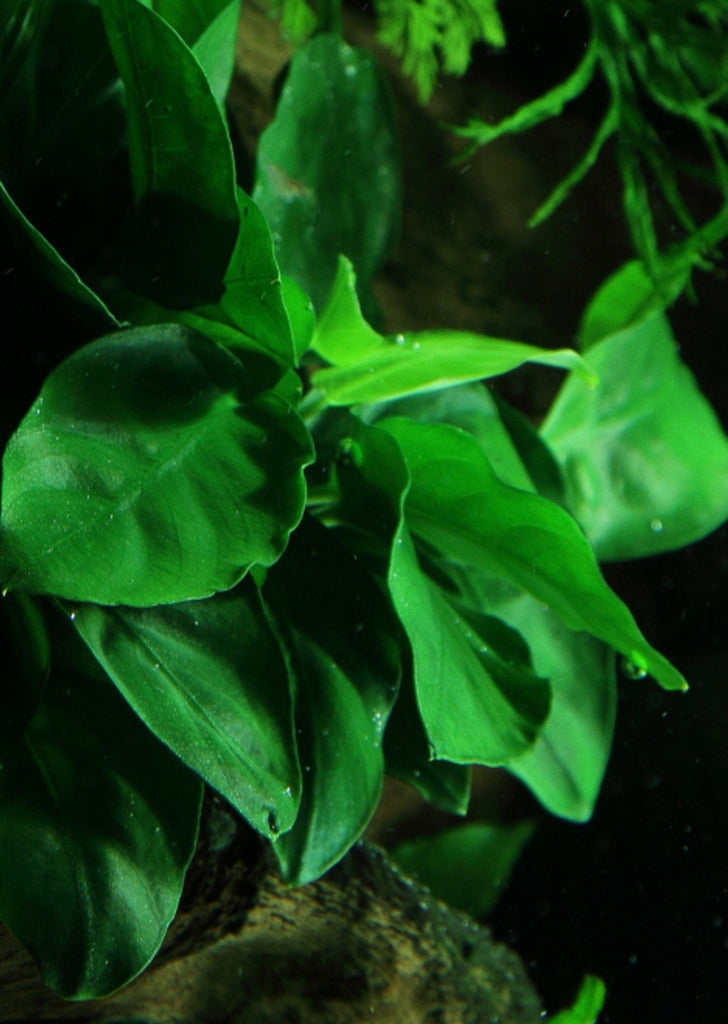 Anubias var. nana on Wood