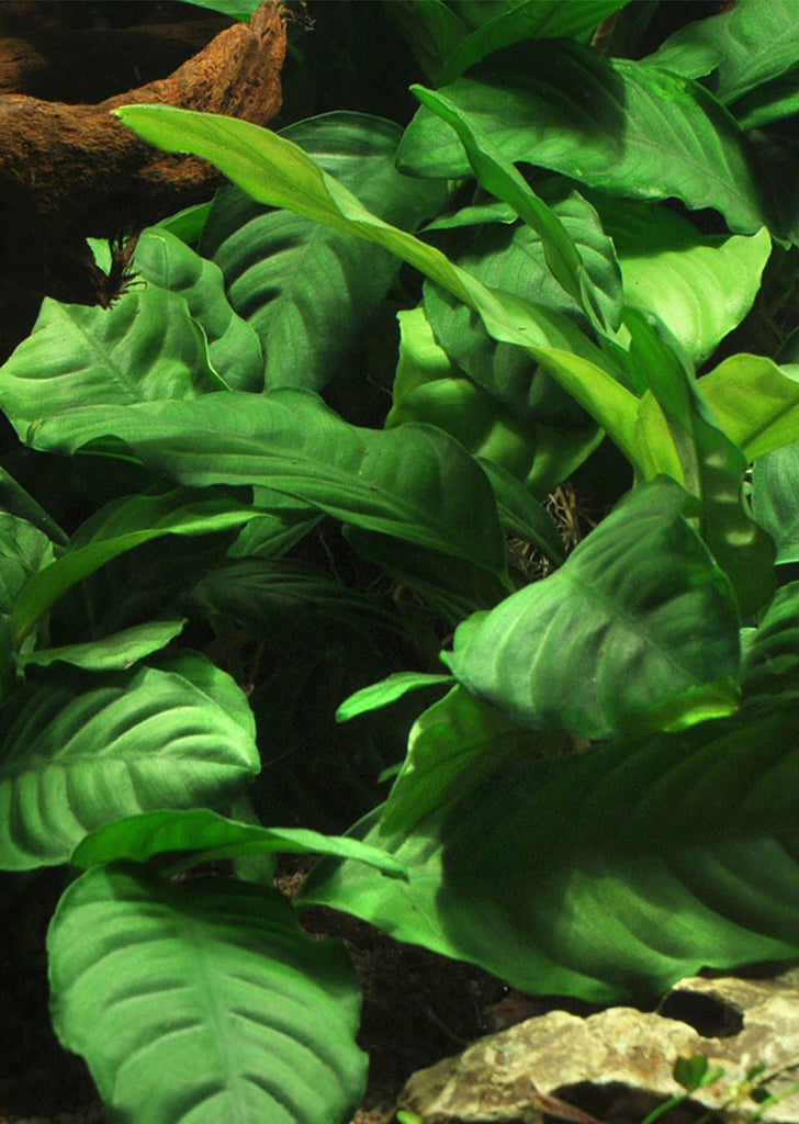 Anubias barteri 'Coffeefolia' plant from Tropica products online in Dubai and Abu Dhabi UAE