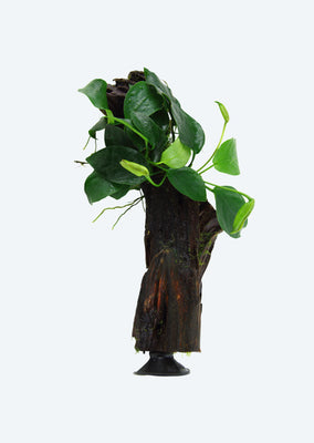 Anubias barteri with Suction Cup