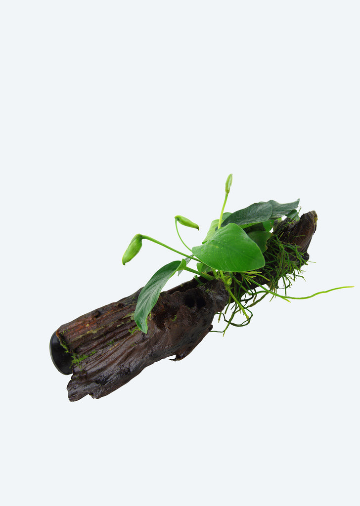 Anubias barteri with Suction Cup