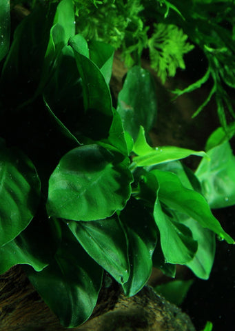 Anubias barteri with Suction Cup