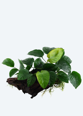 Anubias barteri XL on Wood