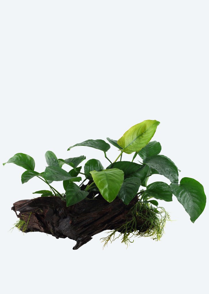 Anubias barteri XL on Wood