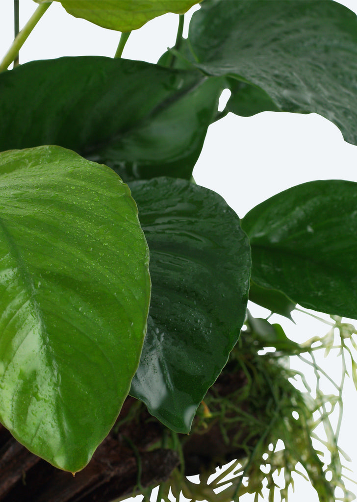 Anubias barteri XL on Wood