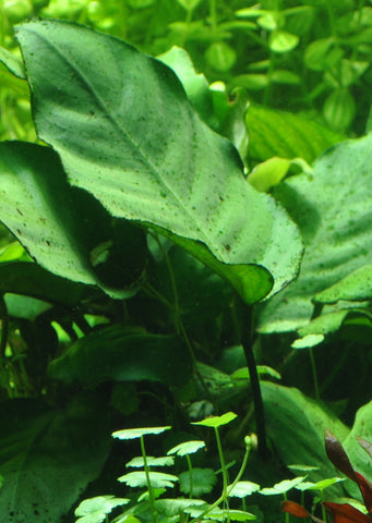 Anubias barteri XL on Wood