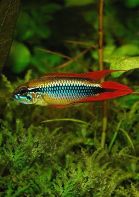 Apistogramma Agassizii Double Red tropical fish from Discus.ae products online in Dubai and Abu Dhabi UAE