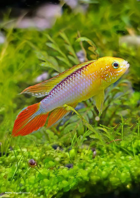 Apistogramma Agassizii Fire Gold tropical fish from Discus.ae products online in Dubai and Abu Dhabi UAE