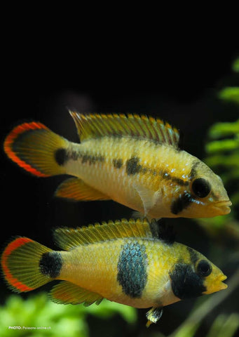 Apistogramma nijsseni tropical fish from Discus.ae products online in Dubai and Abu Dhabi UAE