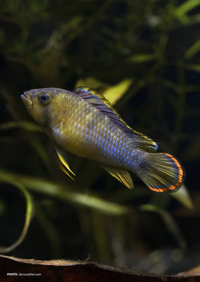 Apistogramma nijsseni tropical fish from Discus.ae products online in Dubai and Abu Dhabi UAE